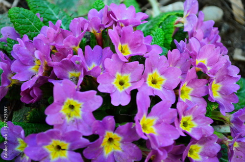 Pink primula flowers at spring. Close up first flowers