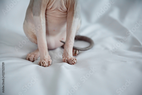 sphinx cat body on a white background