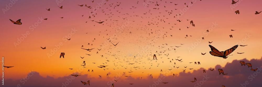 Fototapeta swarm of monarch butterflies, Danaus plexippus group during sunset
