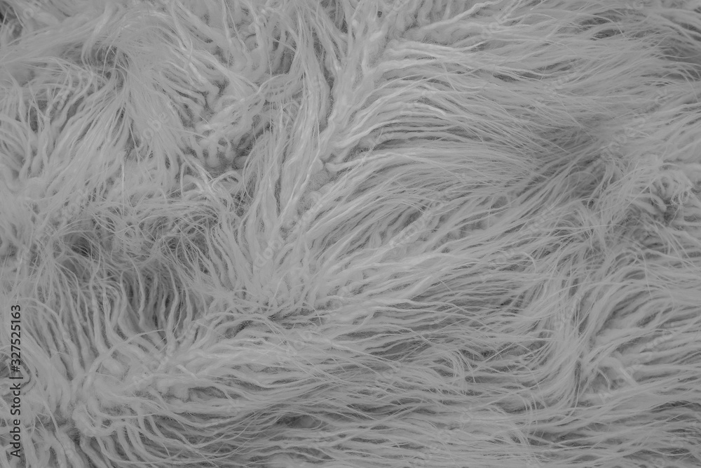Fototapeta premium Texture of gray shaggy fur.