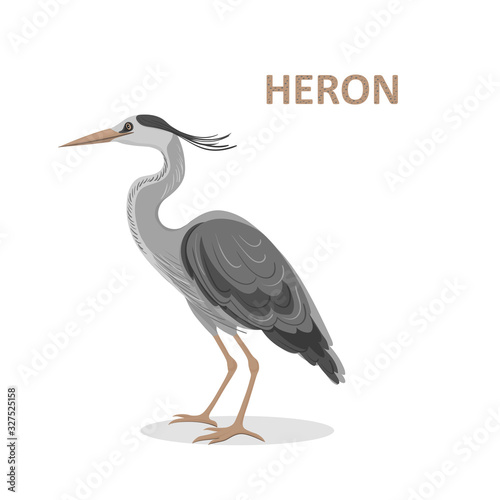 Vector illustration, a cartoon beautiful Great-billed Heron. Isolated on a white background