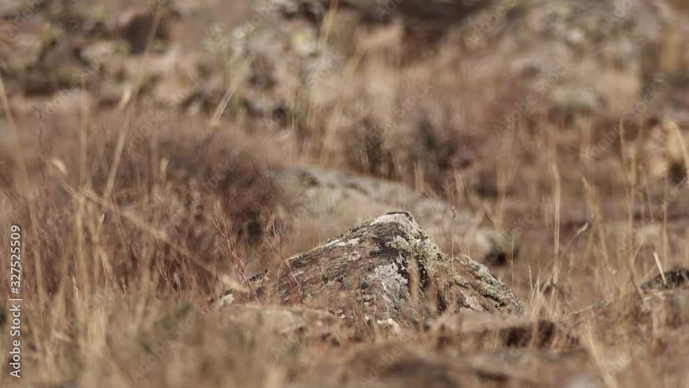 Aquila chrysaetos male bird starts flying from the ground Aquila chrysaetos male bird starts flying from the ground