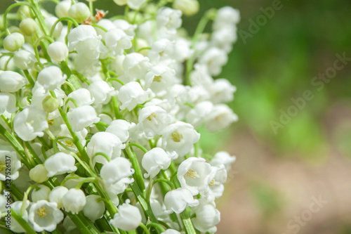 Spring flower lilies of the valley. Lily of the valley. Ecological background Blooming lily of the valley beautiful flower on sun rays
