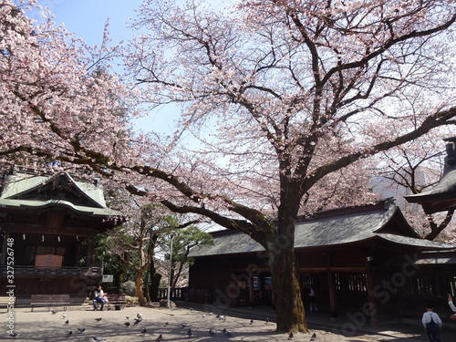 Cherry Blossom in Utsunomiya City, Japan © Yujun