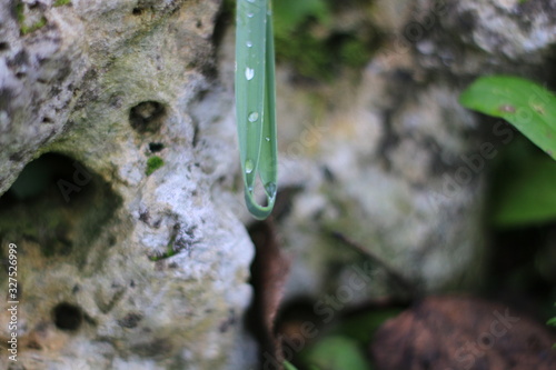 Drops of water on grass and rocks