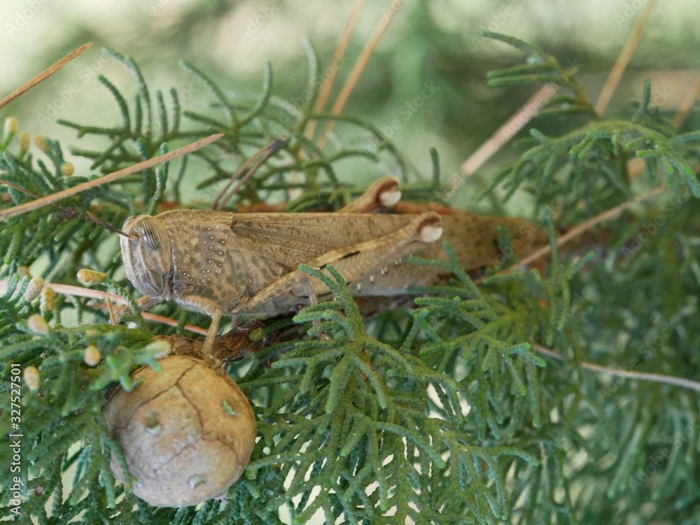 Single phase Locust insect the most dangerous pest of the plant world Single phase Locust insect the most dangerous pest of the plant world