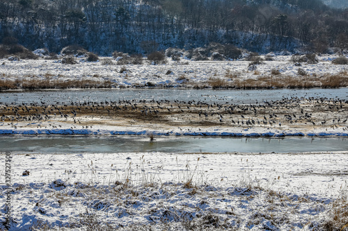 Wallpaper Mural Winter migratory bird gangwon do chulwon cranes Torontodigital.ca