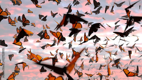 swarm of monarch butterflies, Danaus plexippus group during sunset  photo