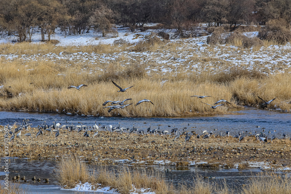 Winter migratory bird gangwon do chulwon cranes