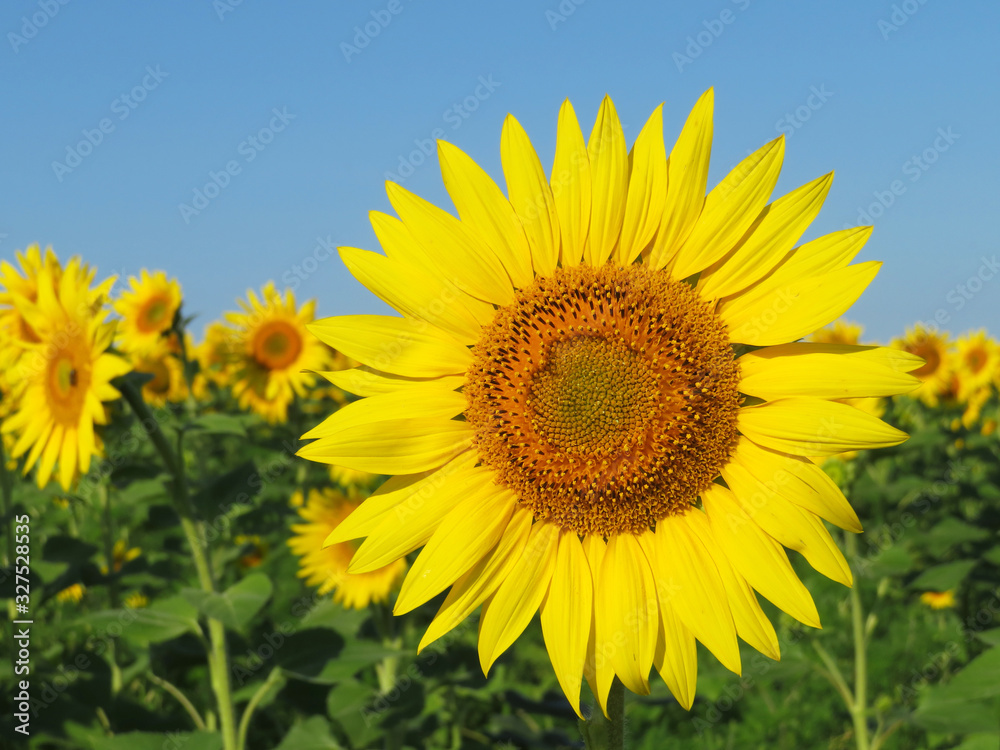 Sunflower on the field on blue sky background. Picturesque rural landscape in summer, concept for production of sunflower oil