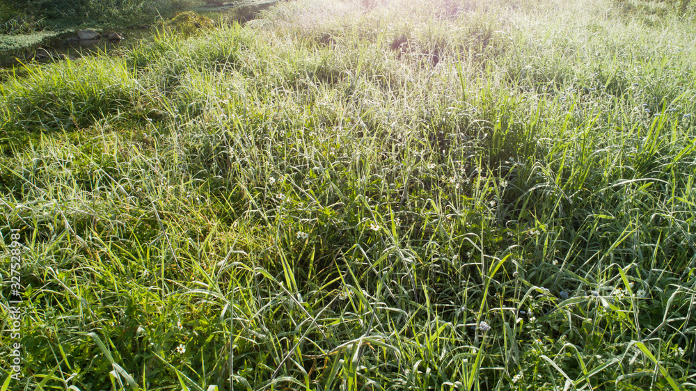 Green grass with dew drops in spring morning sunshine Green grass with dew drops in spring morning sunshine
