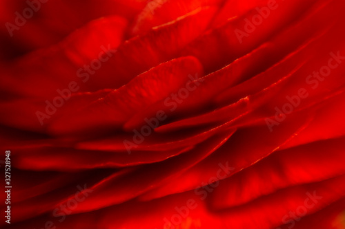 soft texture of red flower petals,  elegant and romantic dark red background, passionate love symbol photo