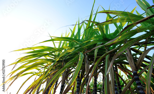 Sugarcane plants growing at field