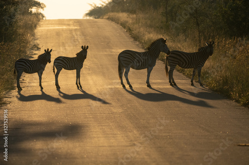 Zebras in Kruger park photo