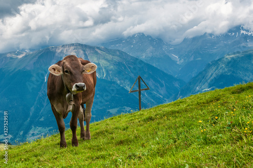 Brown cow on alpine meadow. © Mny-Jhee