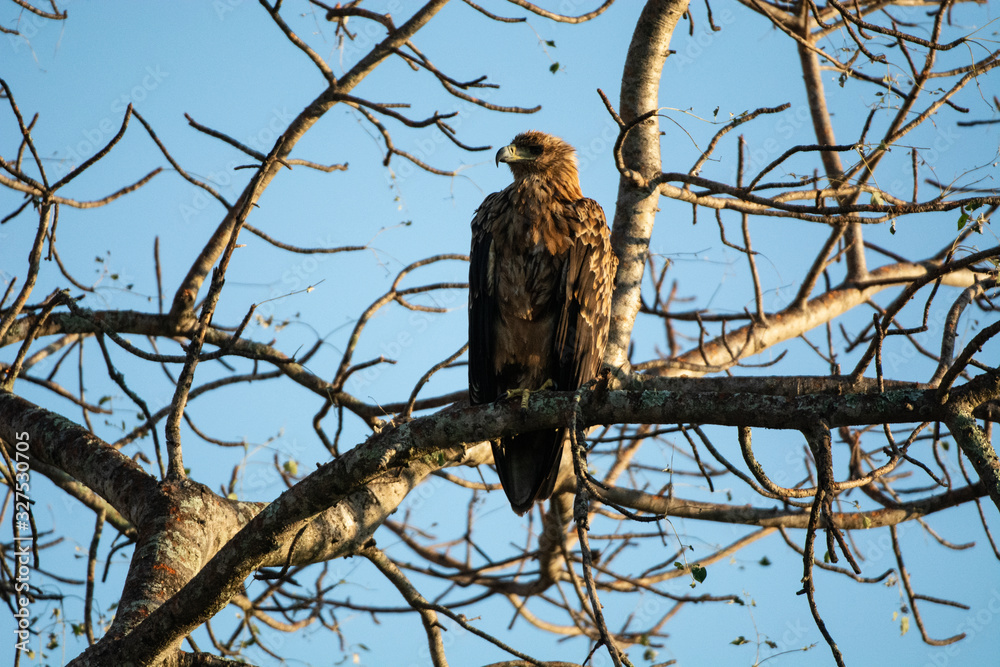 An African eagle sitting on branches An African eagle sitting on branches