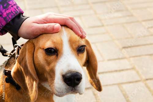 Close-up of a Beagle dog and a child's hands stroking its head photo