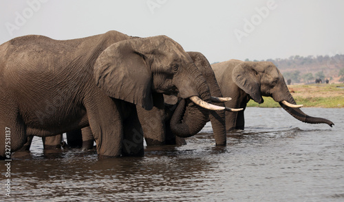 Elephants crossing the Chobe River  Botswana