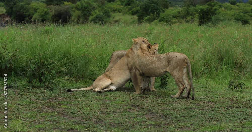 A group of lion play in the savannah A group of lion play in the savannah