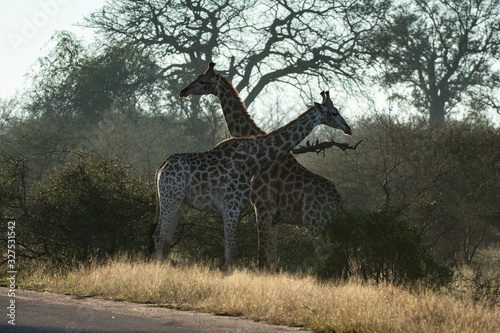 Canvas Print Giraffes crossing necks on Krueger Park