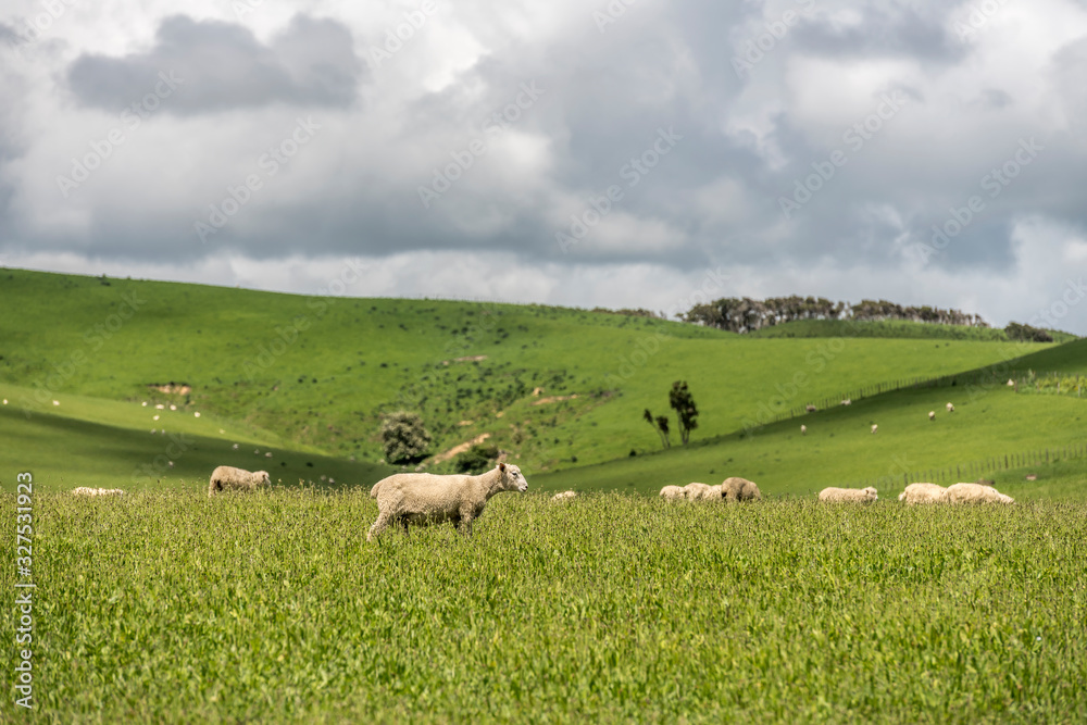 Obraz premium sheep on grass of hilly green meadows, near Dannevirke, East Coast, New Zealand