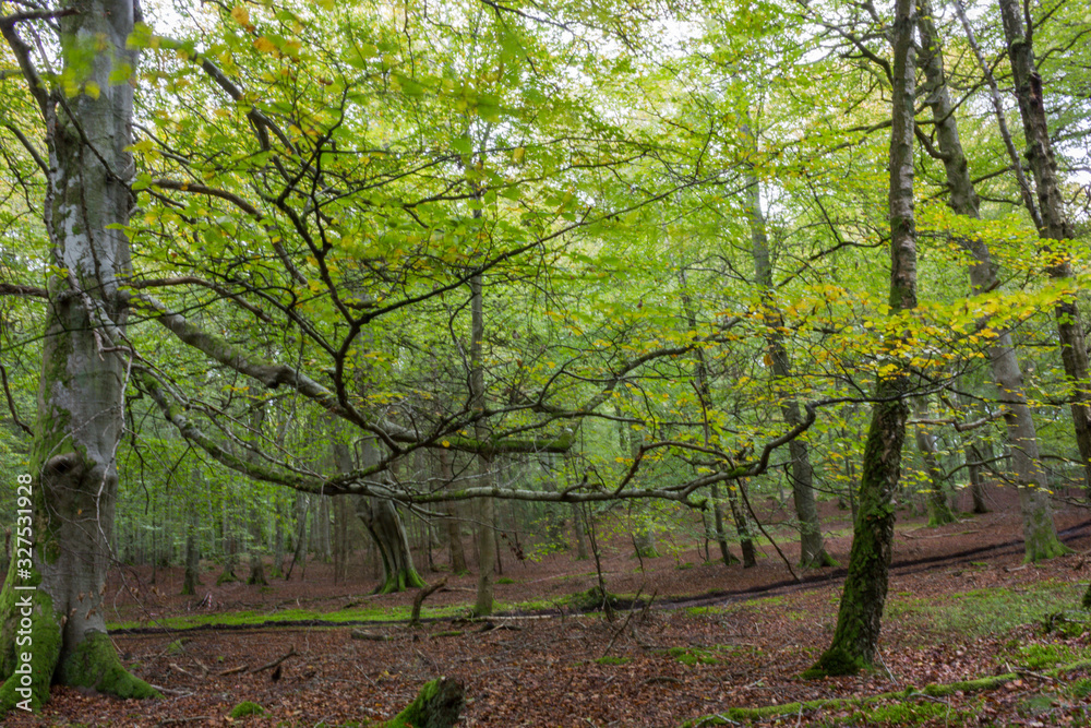 landscape of a forest, leafy and green trees, blue sky, thin, tall and vertical trunks, abundant green vegetation