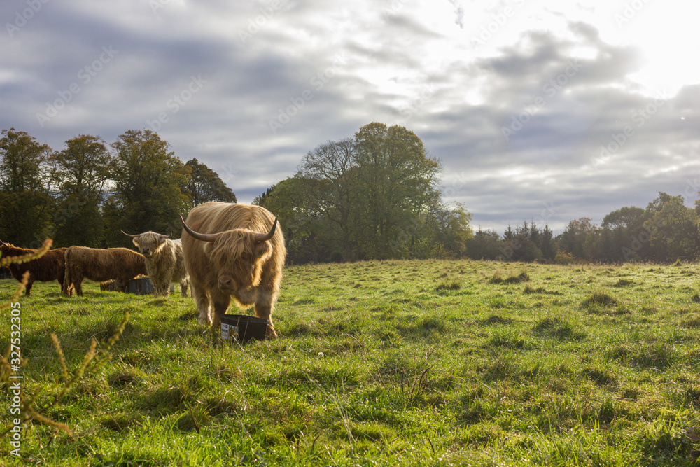 Scottish cows with bangs and long hair grazing green grass in a valley with some trees on a cloudy and cold autumn day