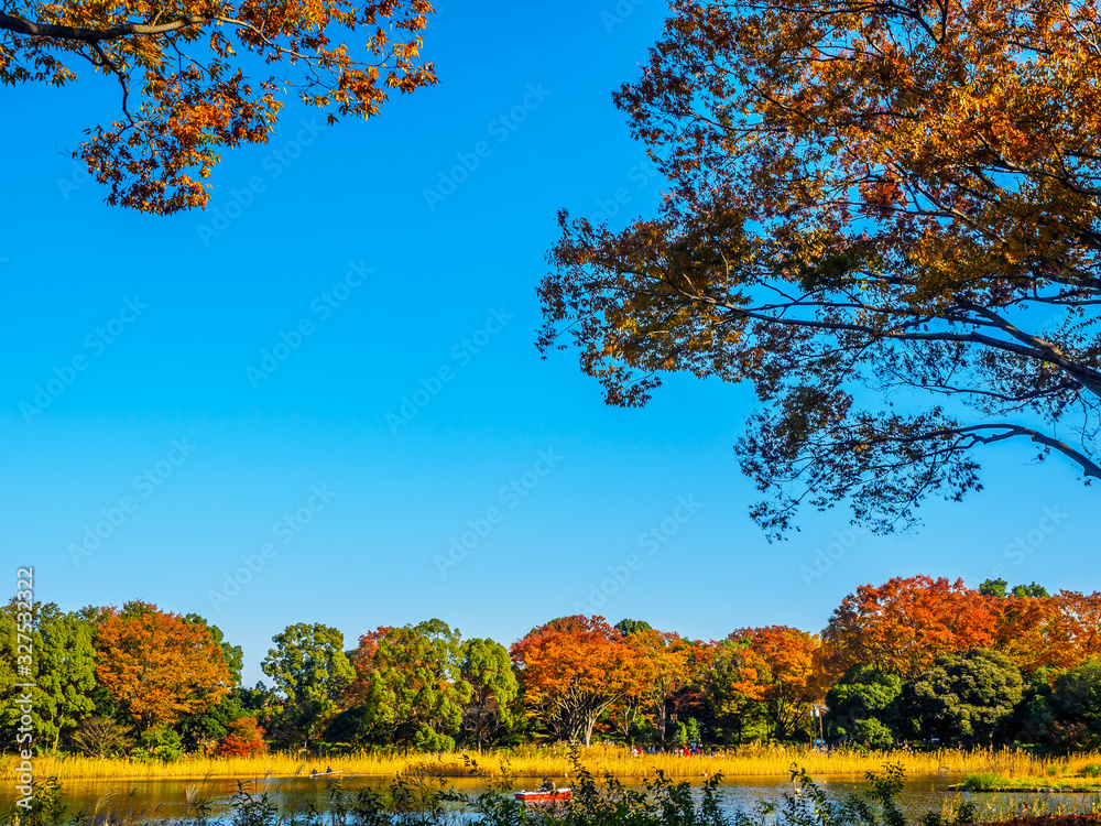 Obraz premium 紅葉 Autumn leaves 4