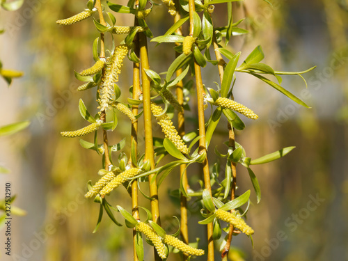 Billede på lærred Salix alba 'Tristis' | Saule pleureur doré aux lianes retombantes jaune doré orn