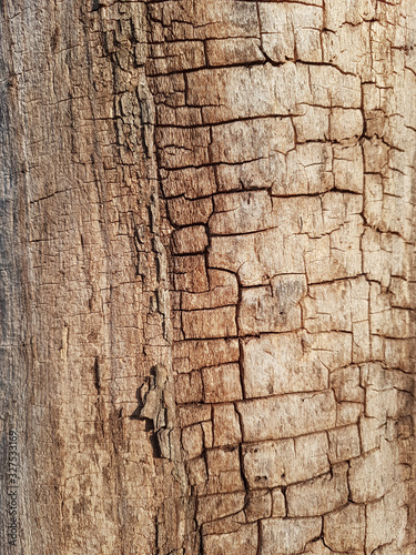  beautiful background texture of an old cracked tree
