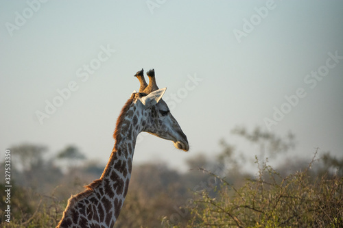 Canvas Print Closeup of a giraffe's face