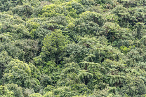 green thick lush rainforest vegetation, near Aokatuere, Whanganui, New Zealand photo