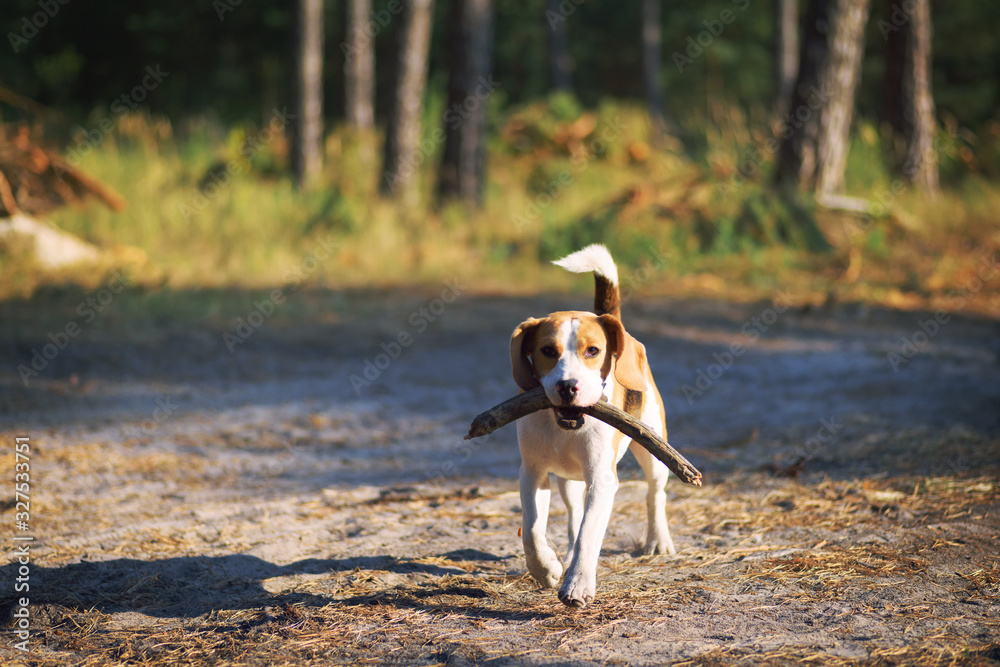 Cute beagle dog with stick in mouth outdoor against summer pine forest background