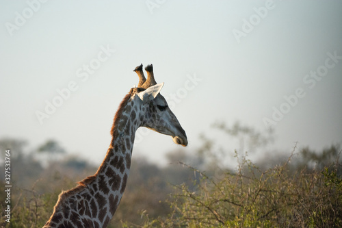 Canvas Print Closeup of a giraffe's face