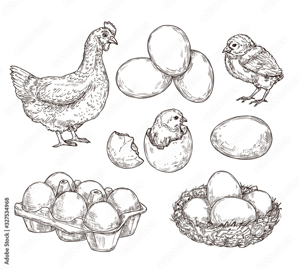 Chicken sketch. Healthy natural farm eggs. Vintage hand drawn hen bird