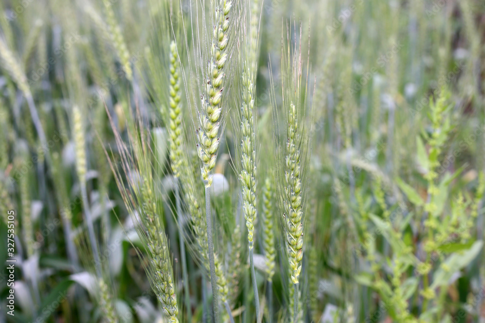 Green Wheat Field Landscape background