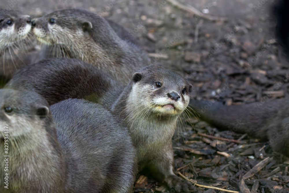 asian short-clawed otters, Aonyx cinereus, displaying behaviour in a group and alone near water. asian short-clawed otters, Aonyx cinereus, displaying behaviour in a group and alone near water.