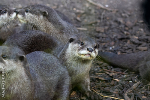 asian short-clawed otters, Aonyx cinereus, displaying behaviour in a group and alone near water.