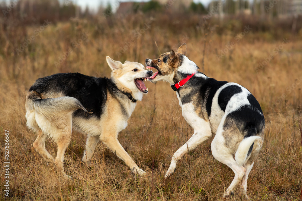 Dogs fighting in autumn field. cloudy day