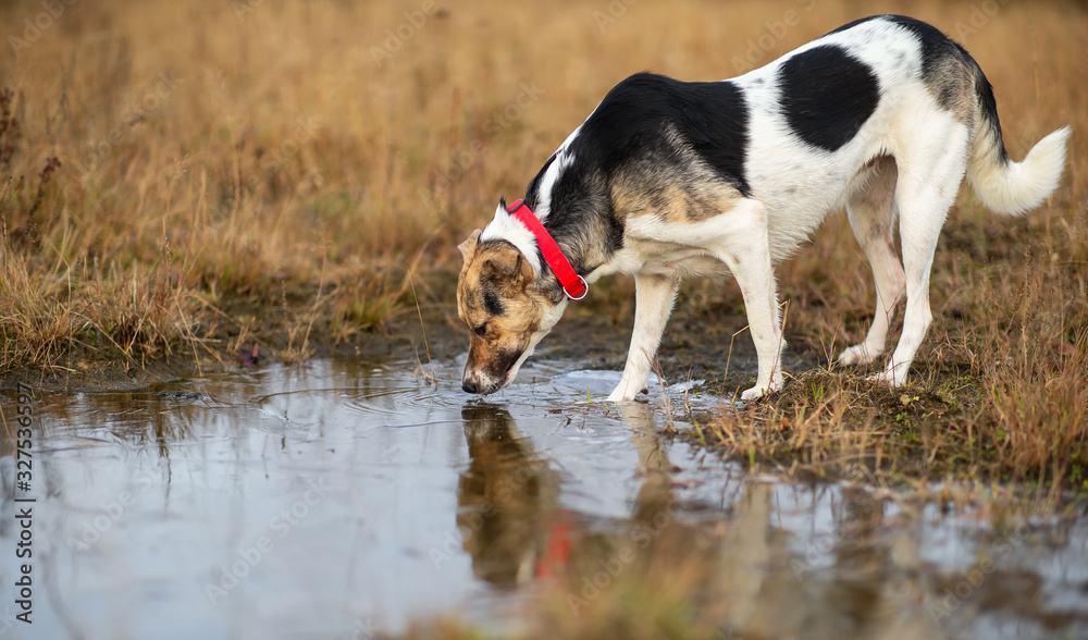 Dog drink water from puddle on wet meadow at countryside Dog drink water from puddle on wet meadow at countryside