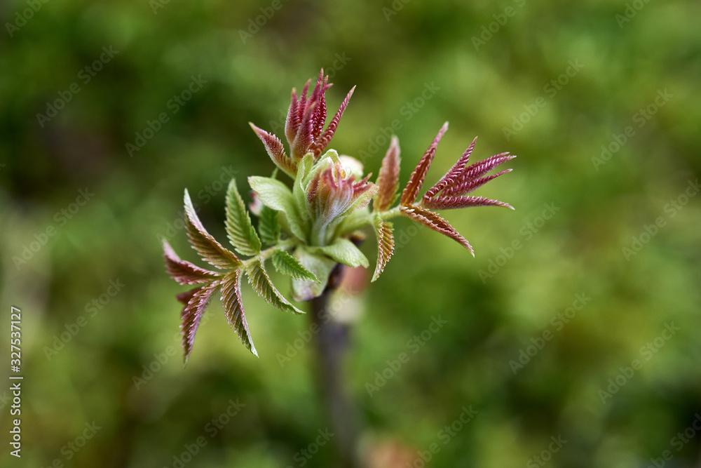 Rhus typhina young buds in early spring Rhus typhina young buds in early spring