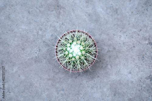 Cactus in pot on concrete floor. Top view.