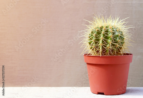 Cactus needles in a pot on a gray background