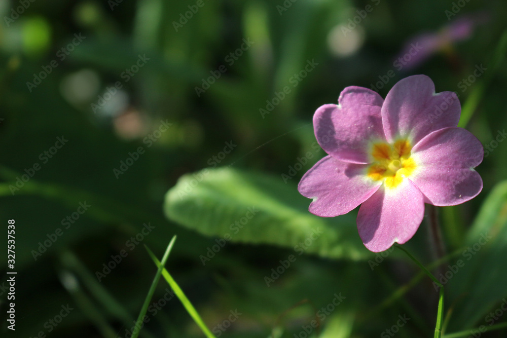 Close up of a pink primrose flower, Primula Vulgaris Sibthorpii Close up of a pink primrose flower, Primula Vulgaris Sibthorpii