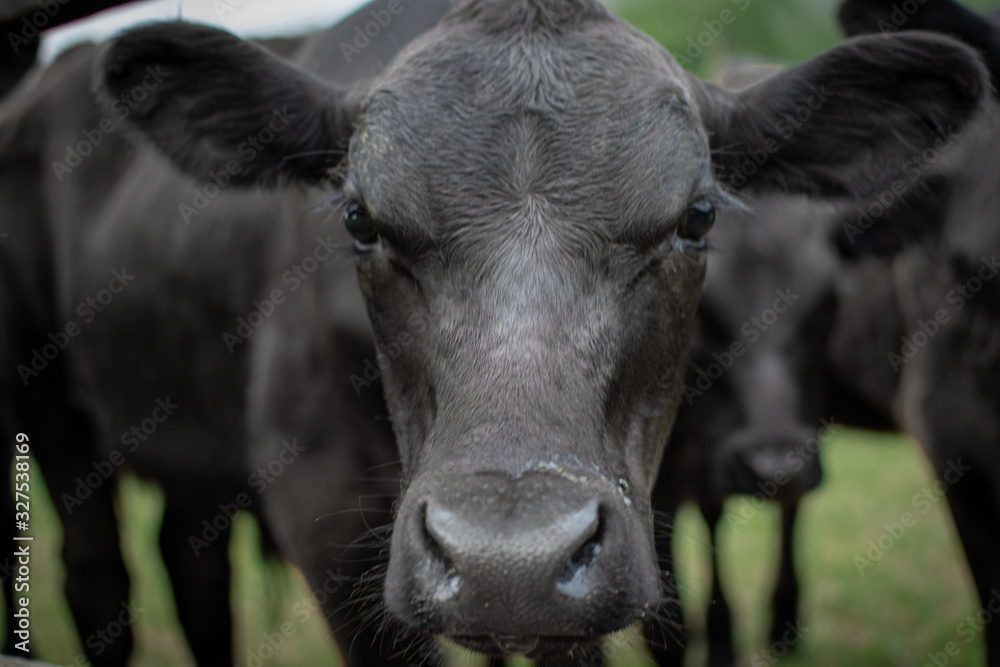 up close cow