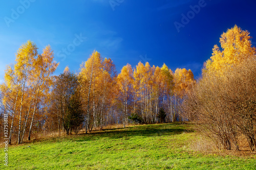 Beautiful landscape. birch tree in the foreground image.