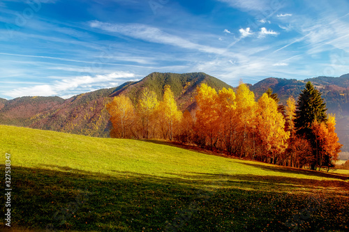 Beautiful landscape. birch tree in the foreground image.