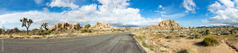 landscape with joshua trees in the desert