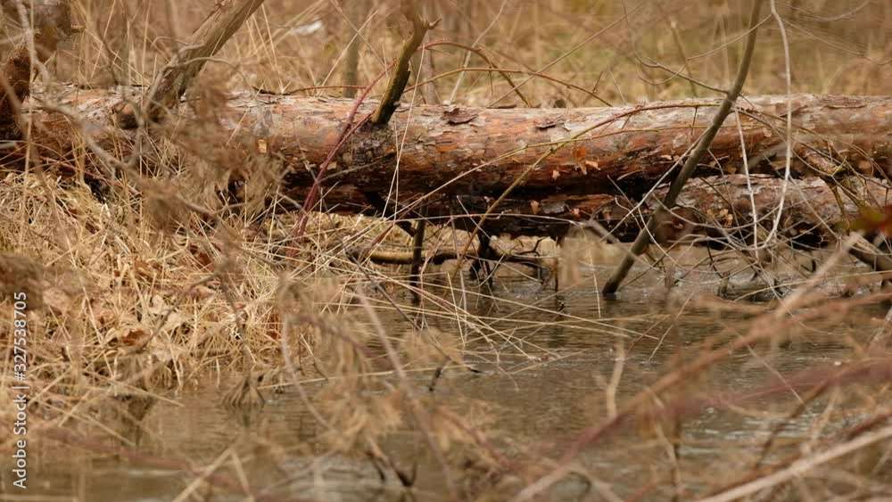 Closeup of a natural creek in the forest with a tree trunk lying above carrying high water during snow melt at the end of February in Germany near Nuremberg Closeup of a natural creek in the forest with a tree trunk lying above carrying high water during snow melt at the end of February in Germany near Nuremberg