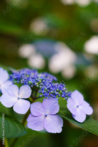 Wallpaper Mural 紫陽花 Torontodigital.ca